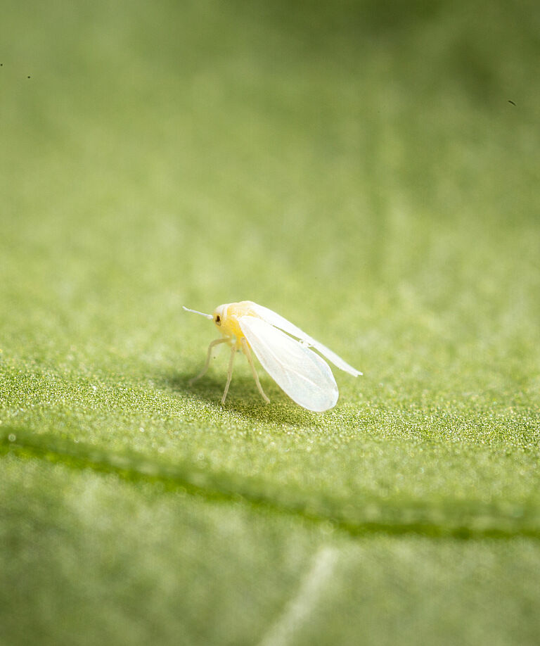 Greenhouse whitefly Trialeurodes vaporariorum Adult Illustration