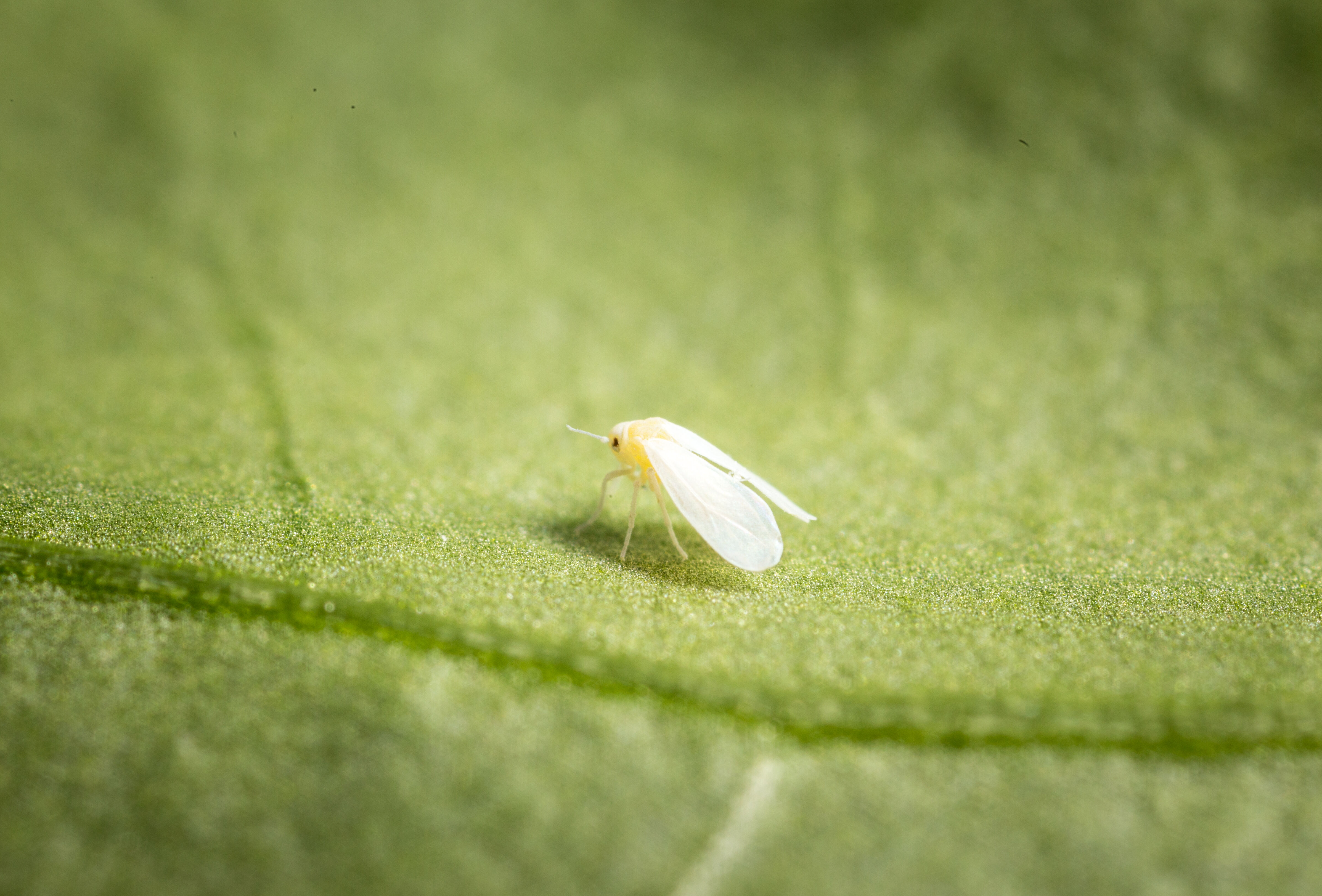 At a Glance: Allies in the Fight Against Whitefly