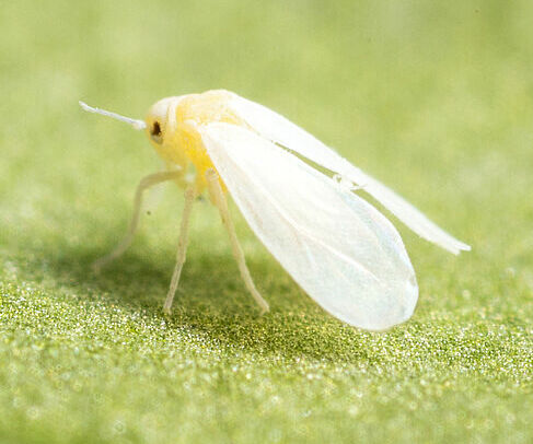 Greenhouse whitefly Trialeurodes vaporariorum Adult Illustration