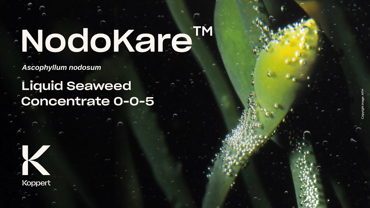 Boost your crops beyond limits with NodoKare by Koppert