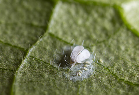 A step-by-step guide to whitefly control