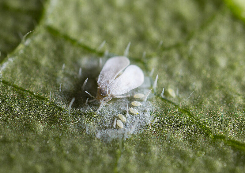 Greenhouse whitefly, Trialeurodes vaporariorum