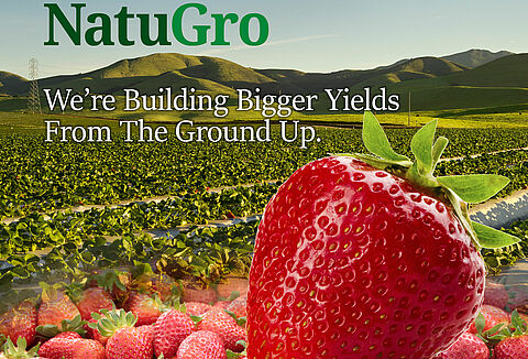 Koppert Launches NatuGro System for California Strawberry Growers