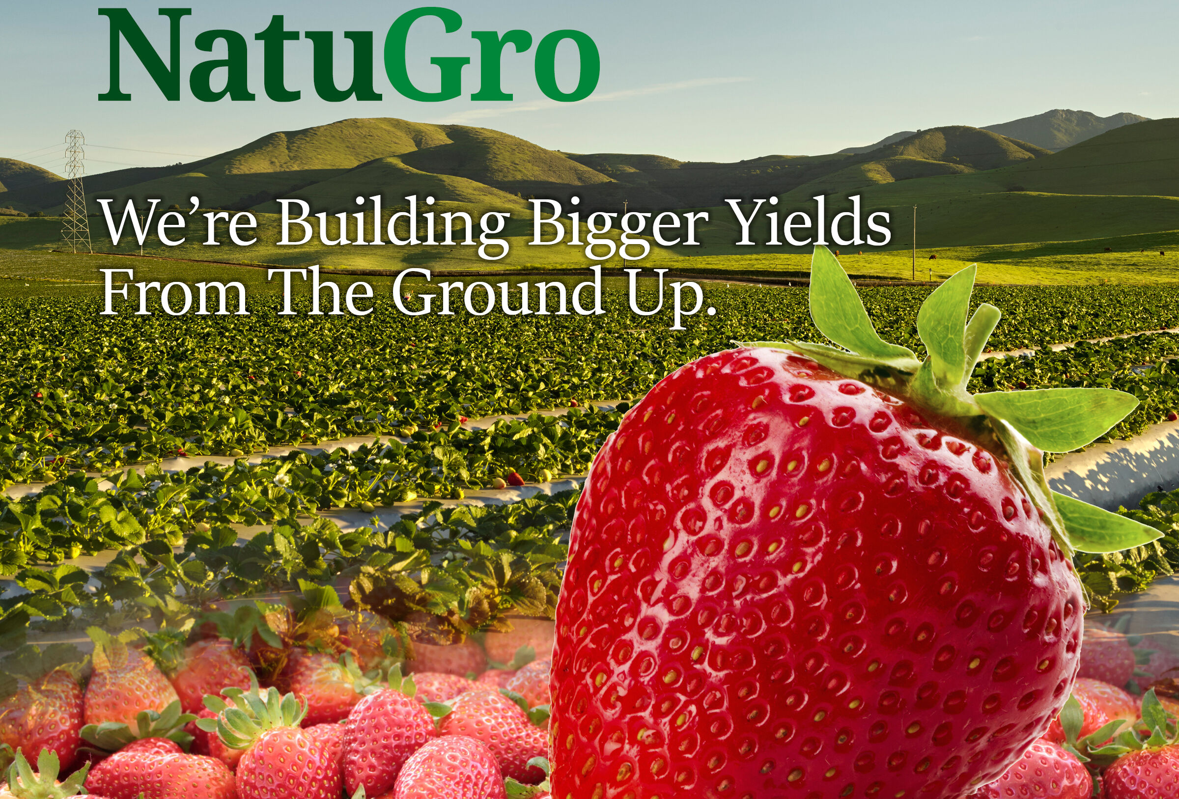 Koppert Launches NatuGro System for California Strawberry Growers
