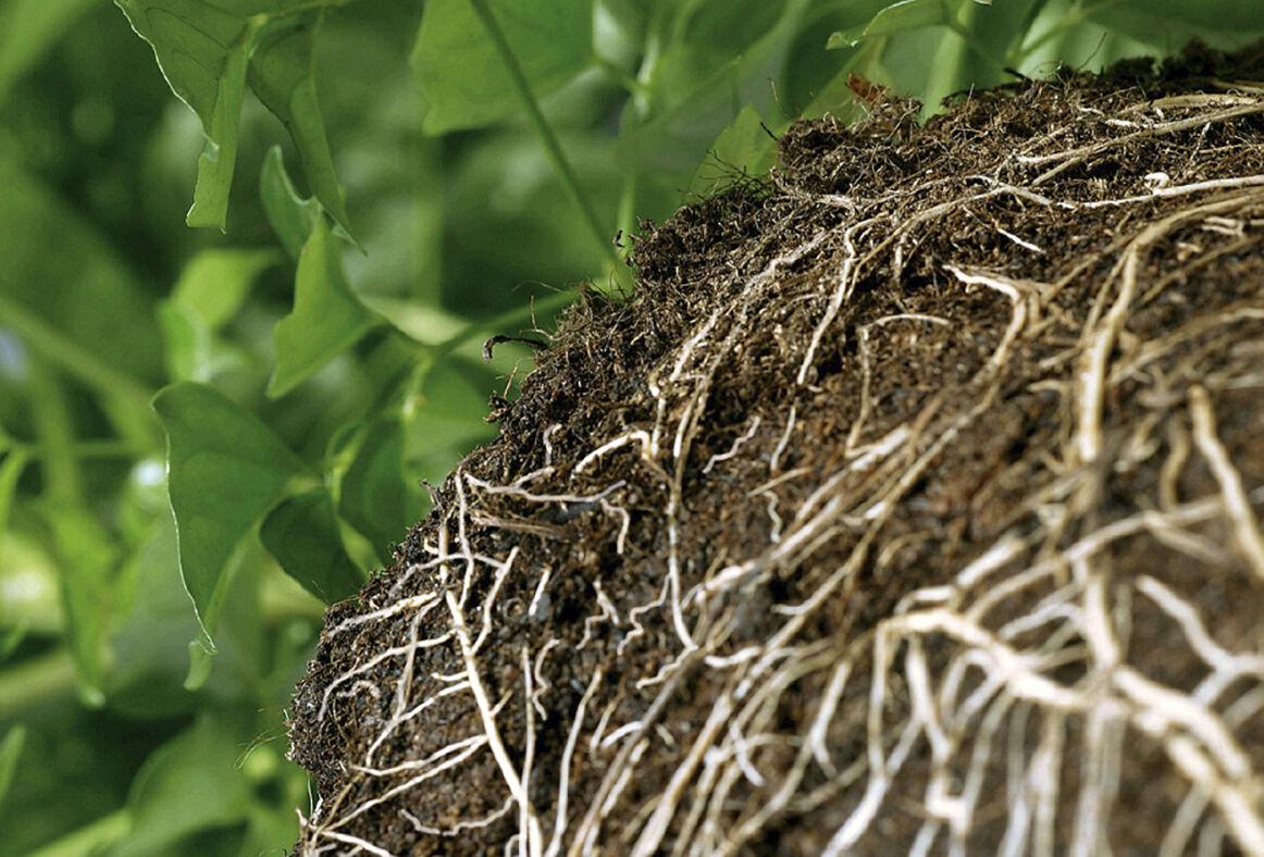 Trianum can hold its ground