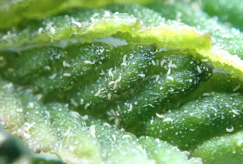 Hemp russet mite