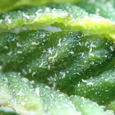 Hemp russet mites on leaf