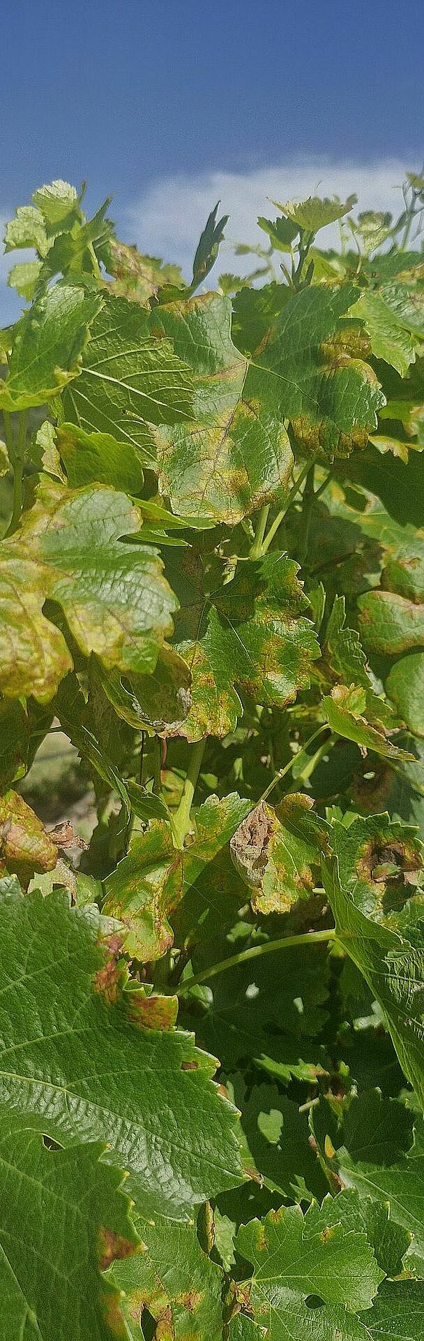 Upper side of grapevine leaves infected with downy mildew (Plasmopara viticola), showing characteristic yellow oil spots and developing necrotic lesions.