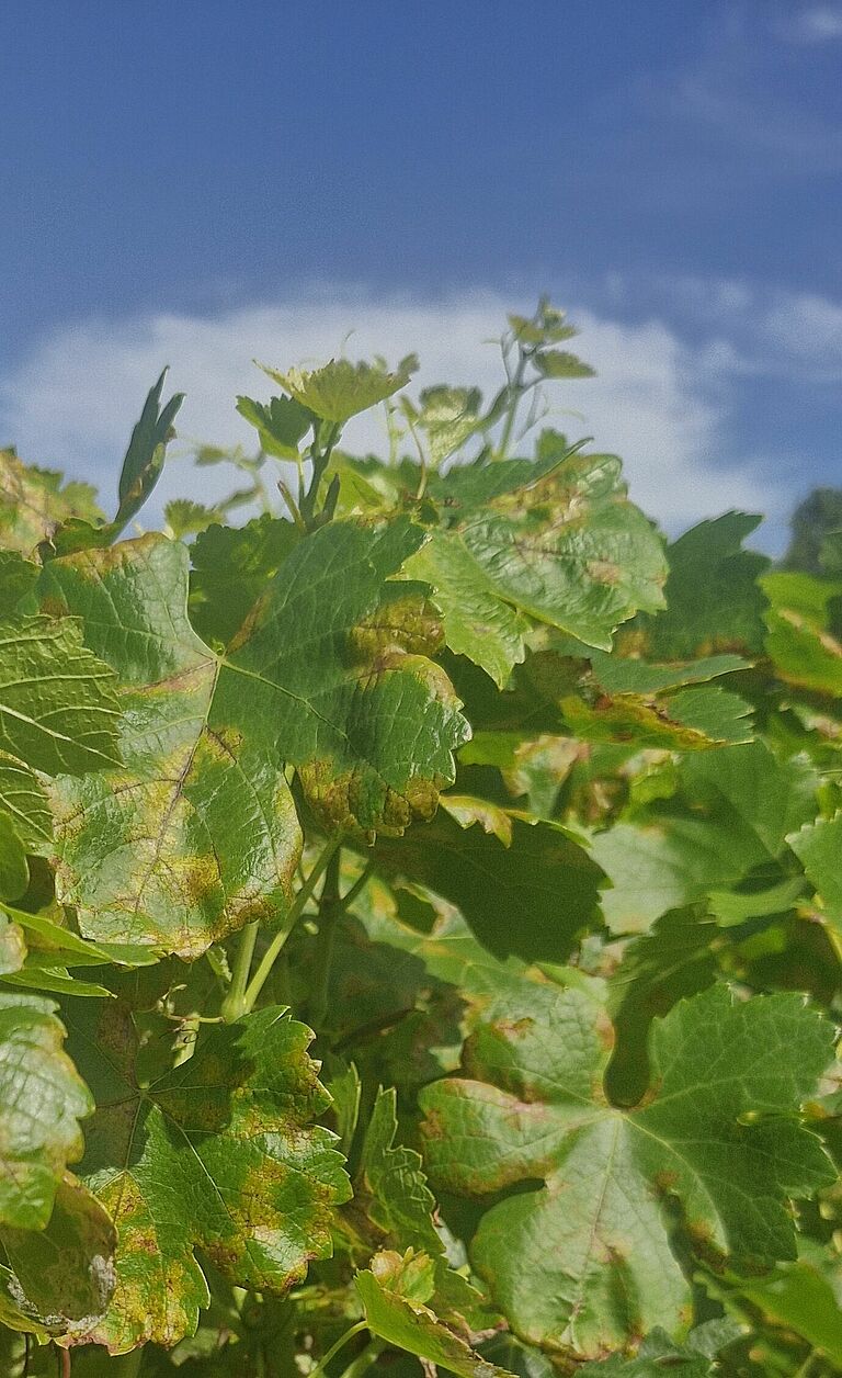 Upper side of grapevine leaves infected with downy mildew (Plasmopara viticola), showing characteristic yellow oil spots and developing necrotic lesions.