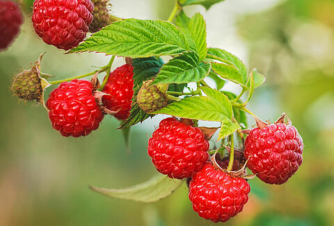 New Approach Significantly Reduces Aphids in Soft Fruits