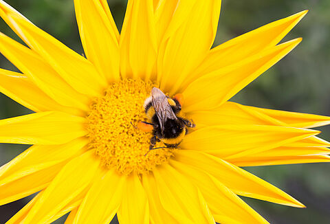 How to protect bumblebees from heat