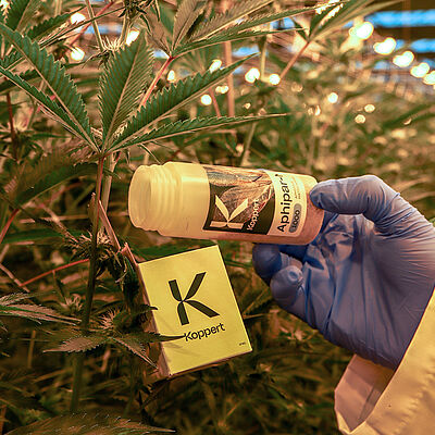 Biological pest control in cannabis using Aphipar-M. 