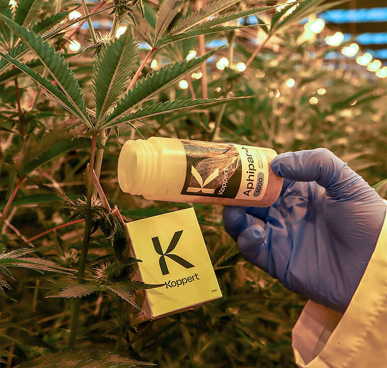 Biological pest control in cannabis using Aphipar-M. 