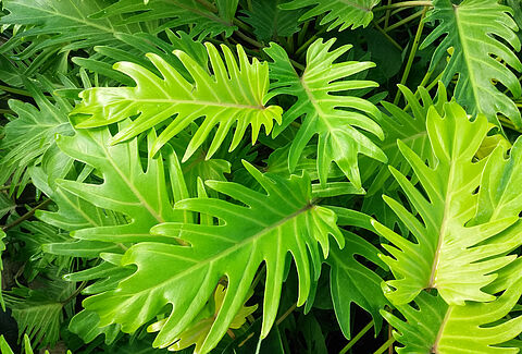 Tropicals