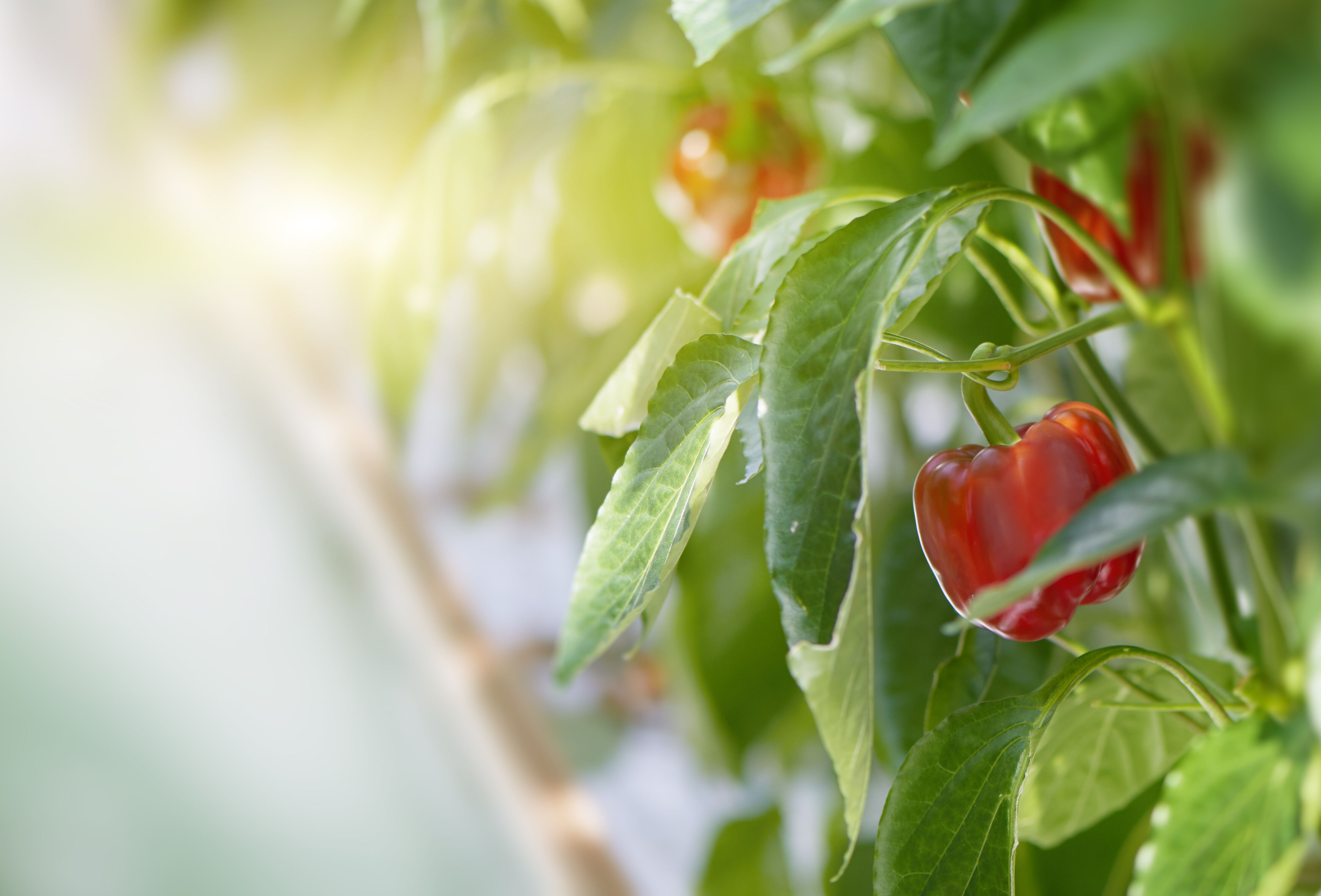 Top 10 Questions about Bell Peppers Answered