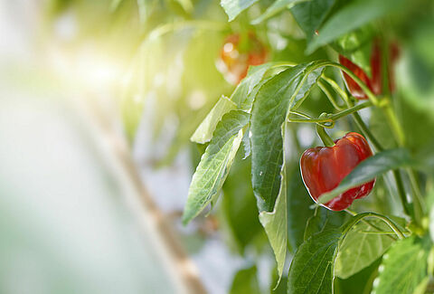 Top 10 Questions about Bell Peppers Answered