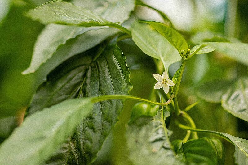 Preventive crop management