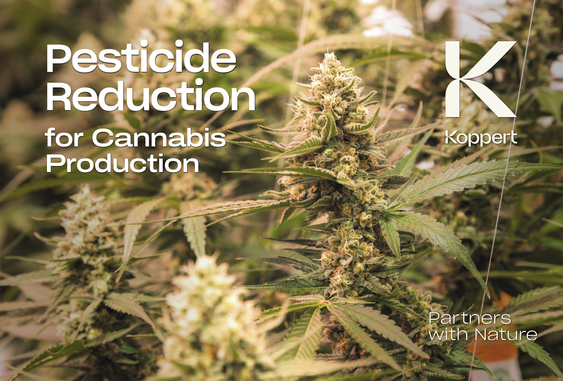 Koppert Attends NECANN Boston 2025