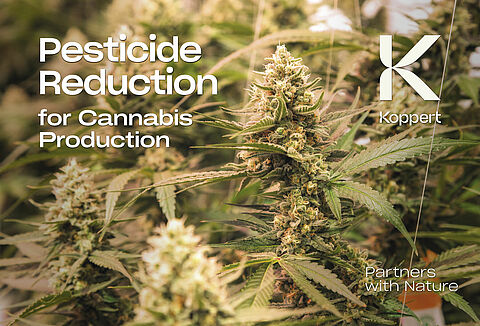 Koppert Attends NECANN Boston 2025