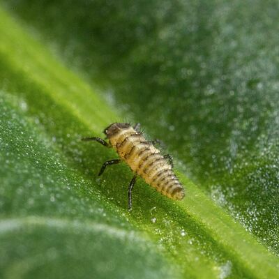 Coleomegilla maculata larva stage 1