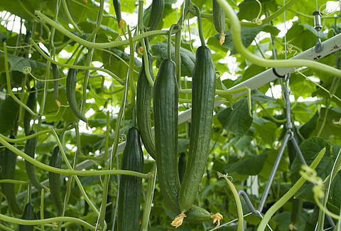 Cucumber