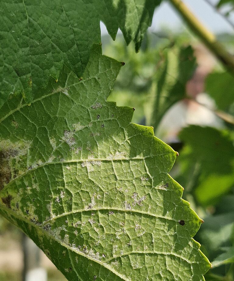 Underside of a grape leaf infected with downy mildew, with clearly visible sporulating lesions.