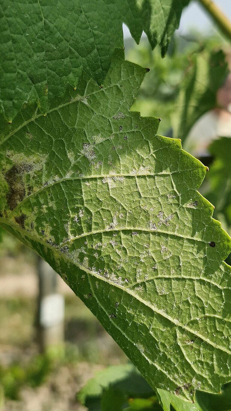 Underside of a grape leaf infected with downy mildew, with clearly visible sporulating lesions.