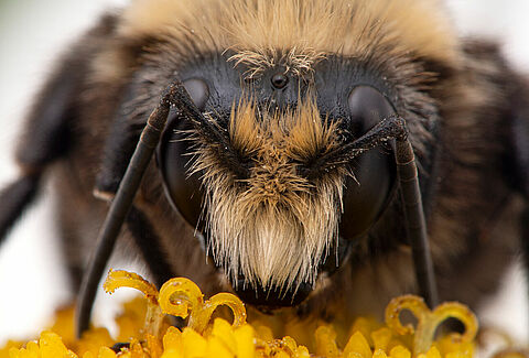 Nature's Perfect Pollinator