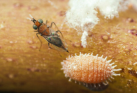 6 Steps for a Successful Mealybug Biological Program