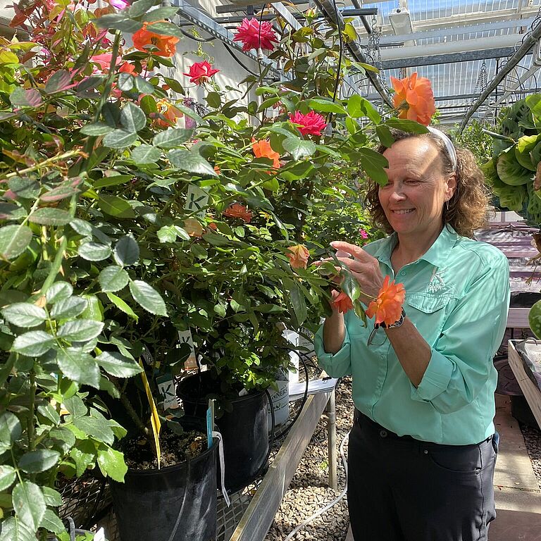 Heidi inspects rose stock her Alma Mater UWRF, following up on Dr Zlesak’s first year success using predatory mites to manage spider mites in his rose breeding program.
