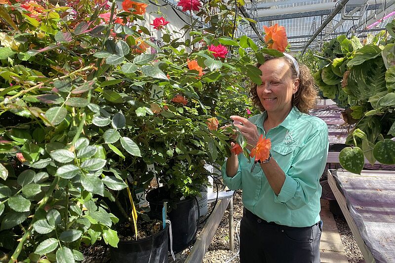 Heidi inspects rose stock her Alma Mater UWRF, following up on Dr Zlesak’s first year success using predatory mites to manage spider mites in his rose breeding program.