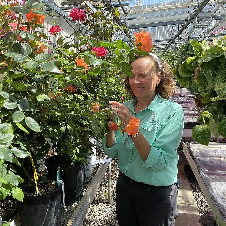 Heidi inspects rose stock her Alma Mater UWRF, following up on Dr Zlesak’s first year success using predatory mites to manage spider mites in his rose breeding program.