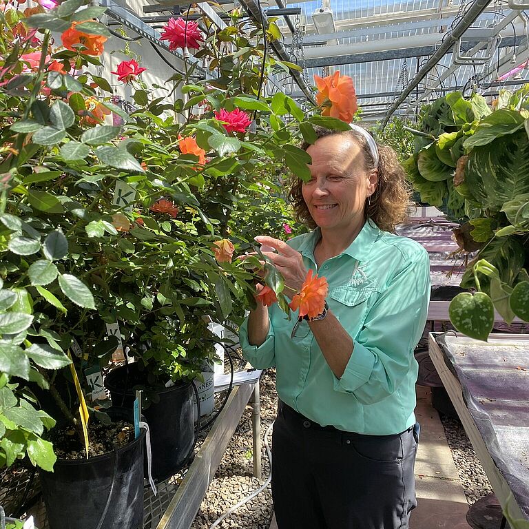 Heidi inspects rose stock her Alma Mater UWRF, following up on Dr Zlesak’s first year success using predatory mites to manage spider mites in his rose breeding program.