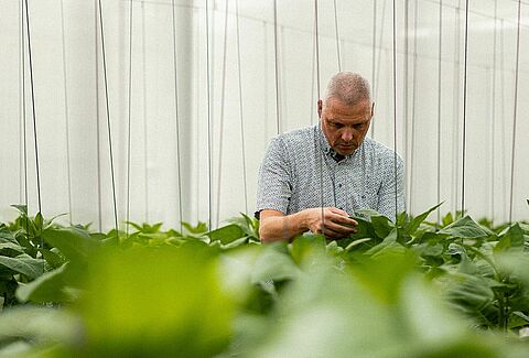 Predatory mite pioneers: A journey of biocontrol innovations