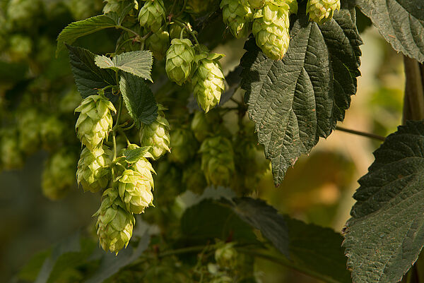 Hop | Koppert US