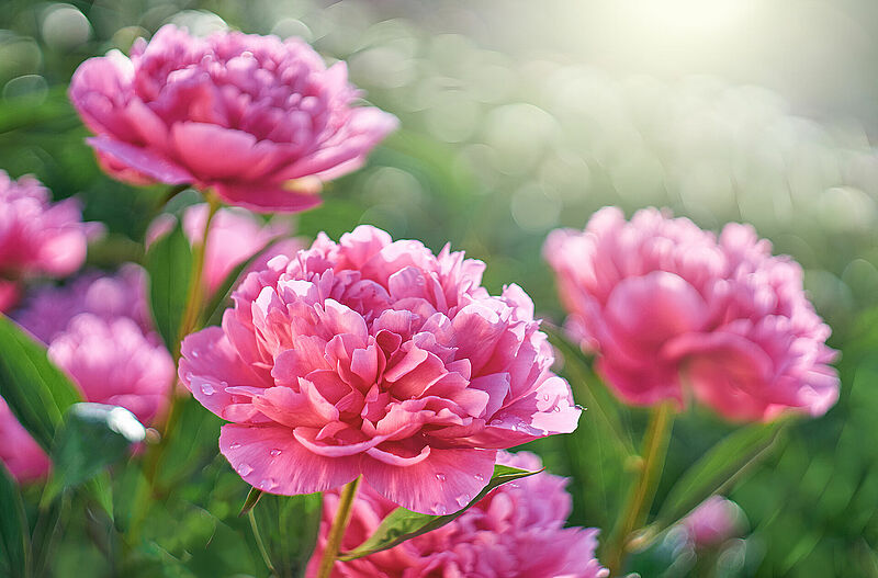 Peony.jpg