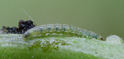Larva of the Tomato leafminer Tuta absoluta