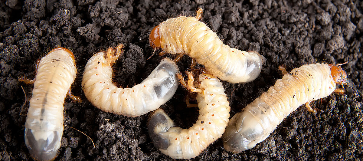 https://www.koppertus.com/content/_processed_/d/5/csm_white_grub_cockchafer_melolontha_melolontha_larva_1_koppert_c27542ce1e.jpg?utm_source=chatgpt.com