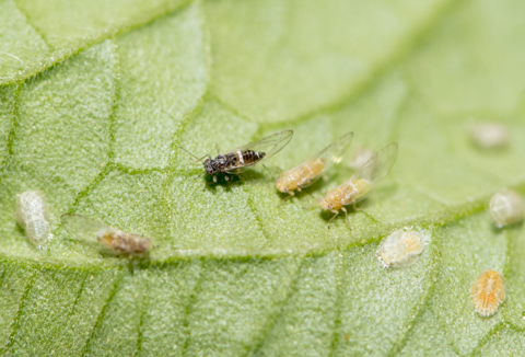 Psyllids