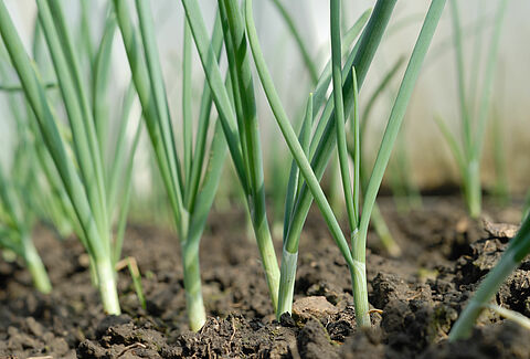 How beneficial nematodes control onion fly