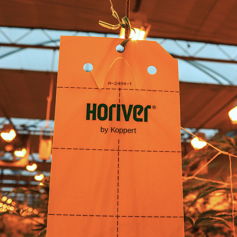 Sticky traps in action against flying pests.