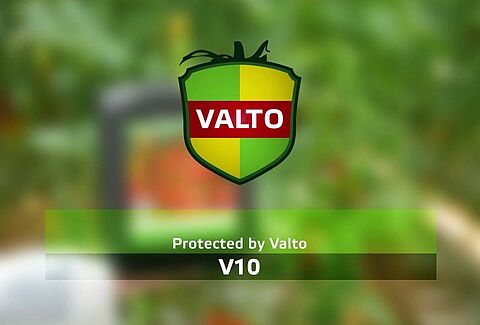 Koppert Collaborates with Valto to Control Harmful Tomato Virus