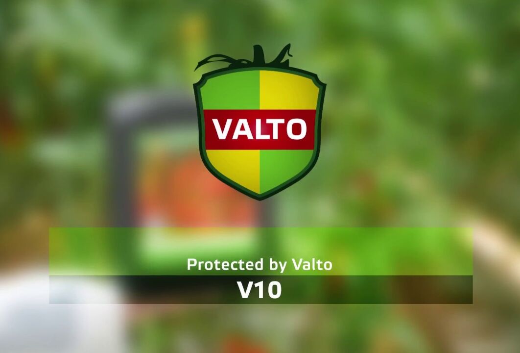 Koppert Collaborates with Valto to Control Harmful Tomato Virus