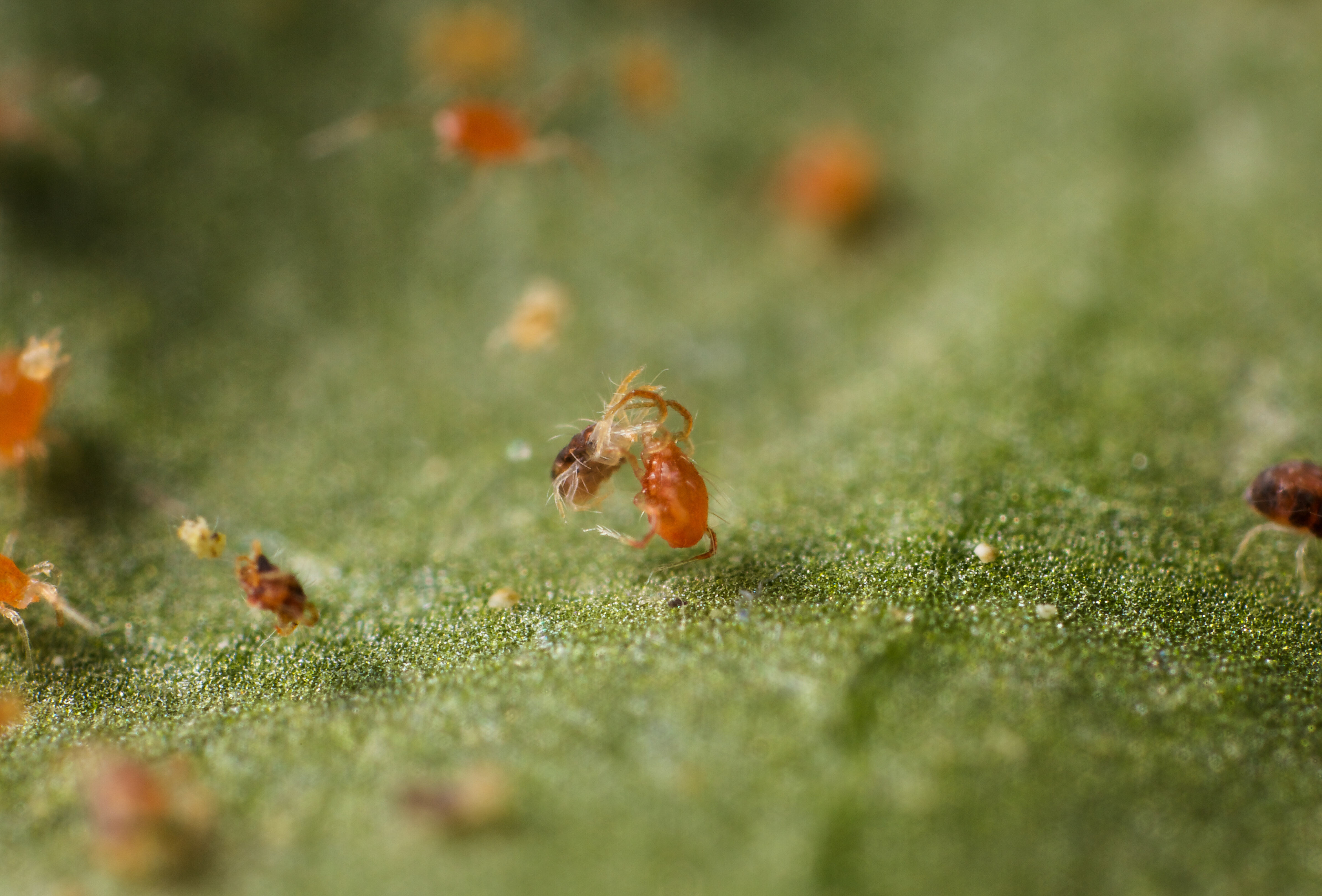 Mite vs. Mite: Controlling Hop Pests Sustainably