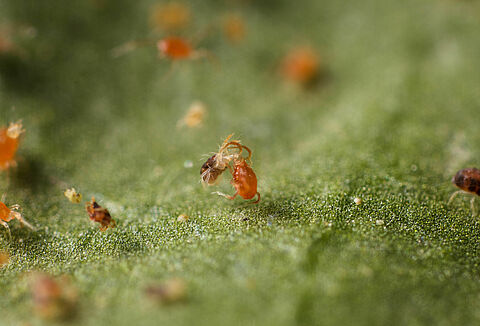 Mite vs. Mite: Controlling Hop Pests Sustainably