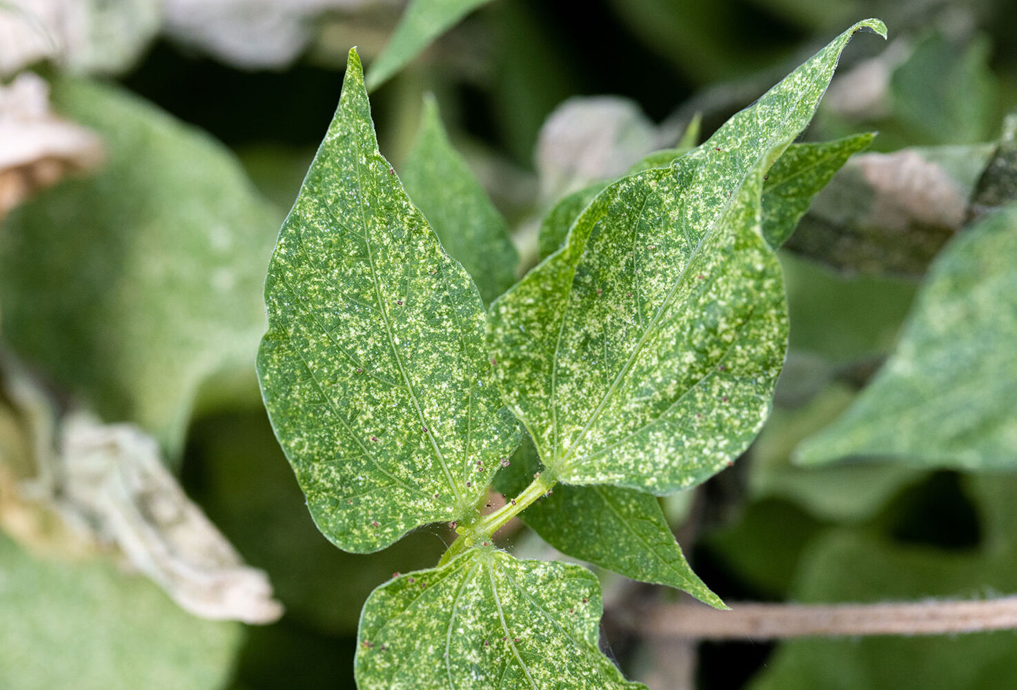 Getting a handle on the spider mite – how can you keep population development under control?