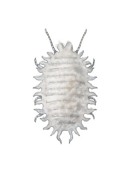 Planococcus citri adult female