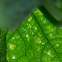 Leaf damage caused by Impatiens thrips Echinothrips americanus
