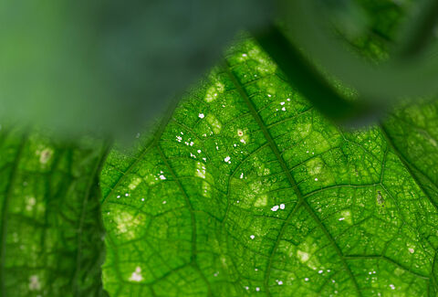 Leaf damage caused by Impatiens thrips Echinothrips americanus