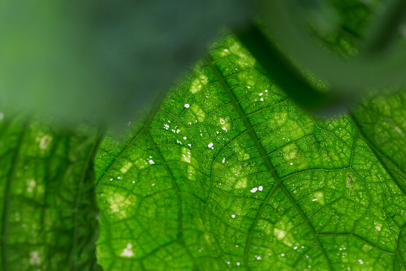 Leaf damage caused by Impatiens thrips Echinothrips americanus